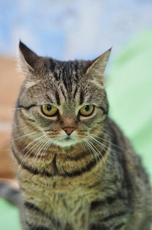 Красавица - недотрога буся ждет своего человека! 04