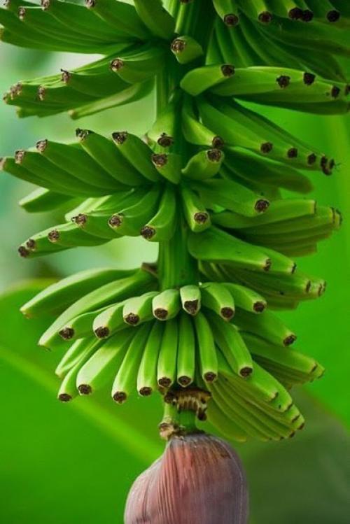 Мы выращиваем банан дома. 04