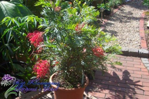 Древовидная гревиллея с филигранной зеленью? 02