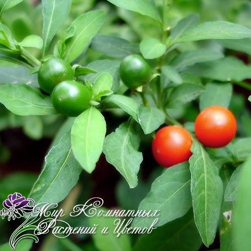 Паслён?   Обычно в комнатных условиях разводят два вида паслена: 01