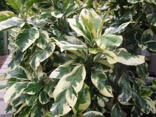 Пизония - новозеландский экзот? 05