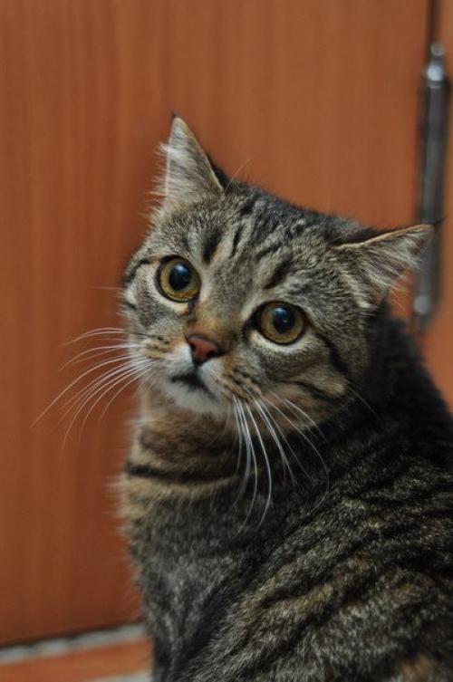 Красавица - недотрога буся ждет своего человека! 05