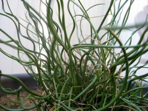 Ситник, или джункус - дерзкая современность. 04