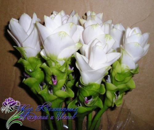 Дерзкие формы комнатной куркумы. 01