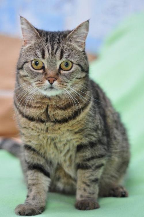 Красавица - недотрога буся ждет своего человека! 02