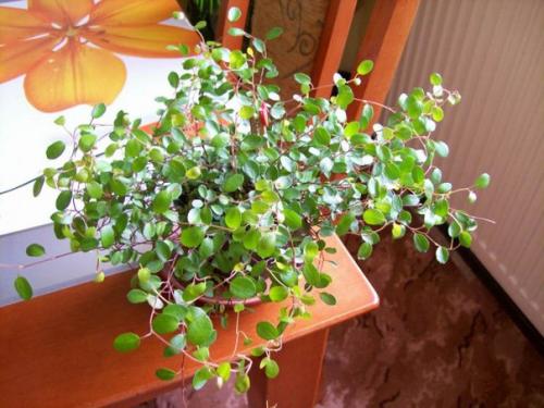 Комнатные мюленбекии - кружевное изящество? 04