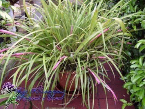 Неприхотливая и преданная бильбергия поникающая. 02