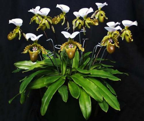 Орхидеи: разнообразие видов и форм.