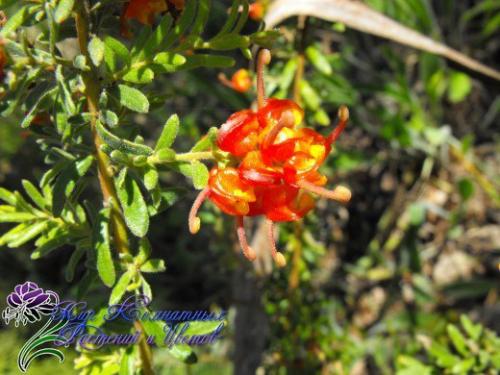 Древовидная гревиллея с филигранной зеленью? 04