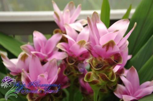 Дерзкие формы комнатной куркумы. 02