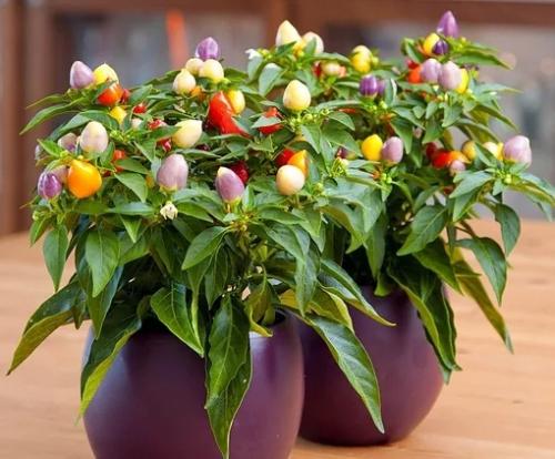 Хотите - верьте, хотите - проверьте: цветы, приносящие счастье и любовь в дом! 01 Хотите - верьте, хотите - проверьте: цветы, приносящие счастье и любовь в дом! 01