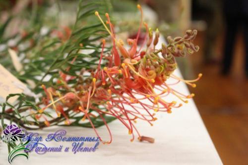 Древовидная гревиллея с филигранной зеленью? 06