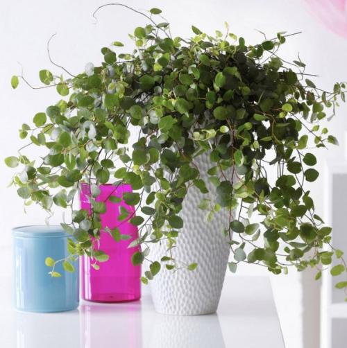 Комнатные мюленбекии - кружевное изящество? 09