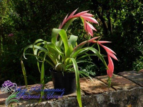 Неприхотливая и преданная бильбергия поникающая. 01