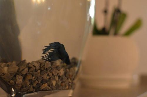 Новый ресторан O'Gorod на горького. 03