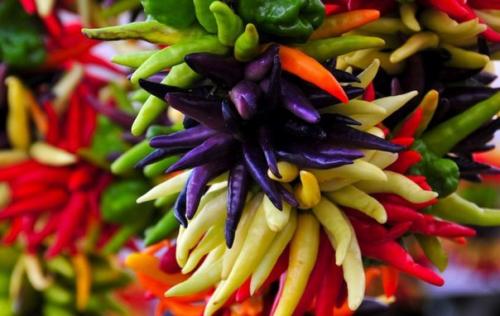 Перец декоративный.  Декоративный перец относительно неприхотлив. 02