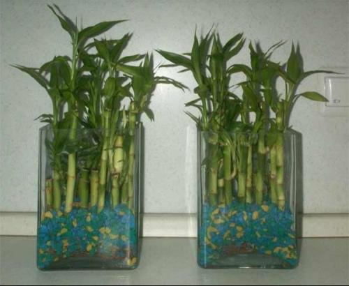 Комнатные растения растущие в ВОДЕ? 07 Комнатные растения растущие в ВОДЕ? 07