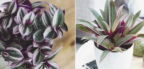 6 комнатных растений, которыми можно украсить свою кухню. 04 6 комнатных растений, которыми можно украсить свою кухню. 04