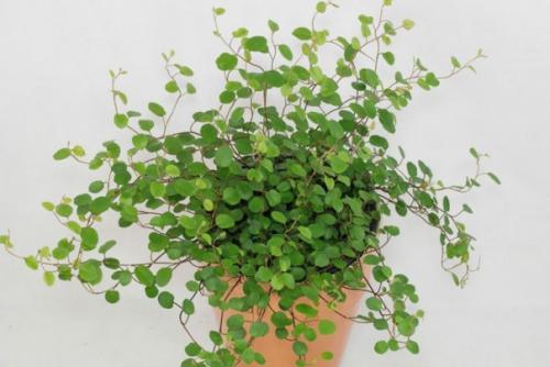 Комнатные мюленбекии - кружевное изящество? 06