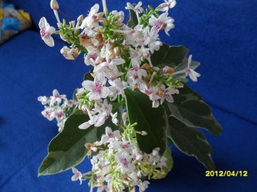 Пизония - новозеландский экзот? 01