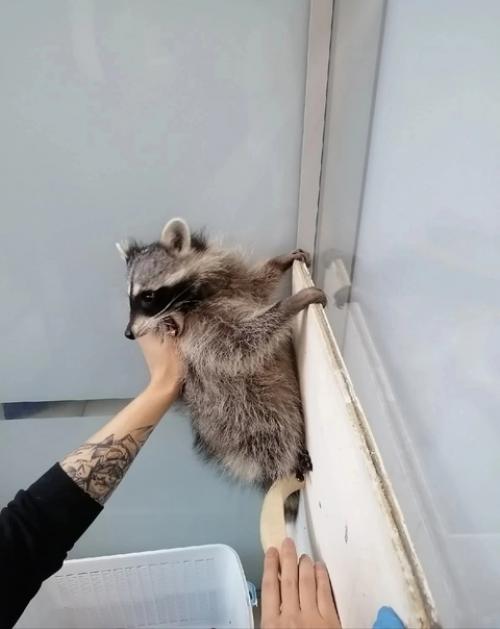 Фотоистория о том, как мы недавно вакцинировали енота. 01 Фотоистория о том, как мы недавно вакцинировали енота. 01