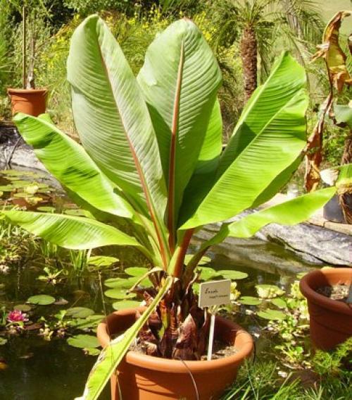 Энсета - декоративный абиссинский банан? 06