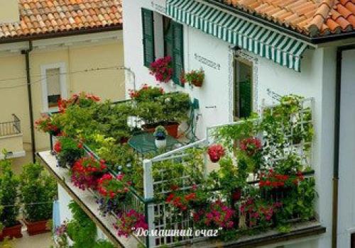 Фитодизайн помещений. Озеленение квартир и офисов. 05 Фитодизайн помещений. Озеленение квартир и офисов. 05