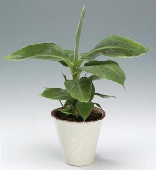 Мы выращиваем банан дома. 03