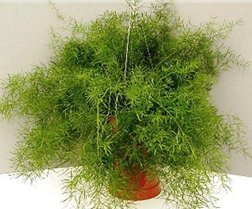 Аспарагус@Chel_Flora. 03