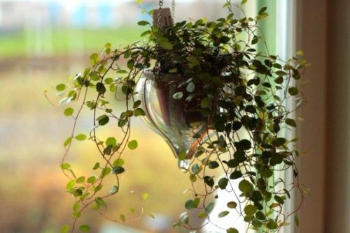 Комнатные мюленбекии - кружевное изящество? 02