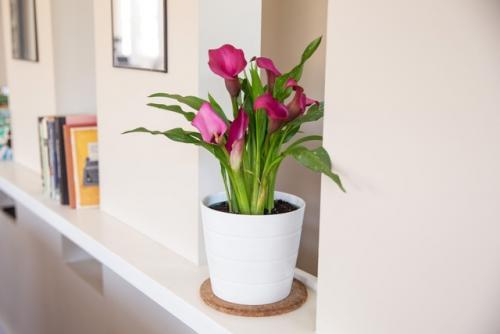 Хотите - верьте, хотите - проверьте: цветы, приносящие счастье и любовь в дом! 04 Хотите - верьте, хотите - проверьте: цветы, приносящие счастье и любовь в дом! 04