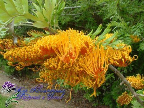 Древовидная гревиллея с филигранной зеленью? 05