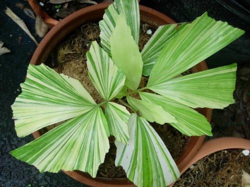 Пальма кариота - легендарный Рыбий Хвост? 03