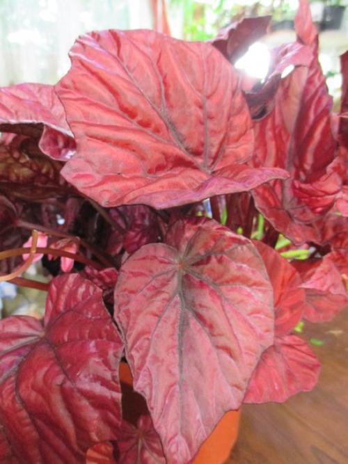 Роскошь узоров лиственных бегоний. 07 Роскошь узоров лиственных бегоний. 07