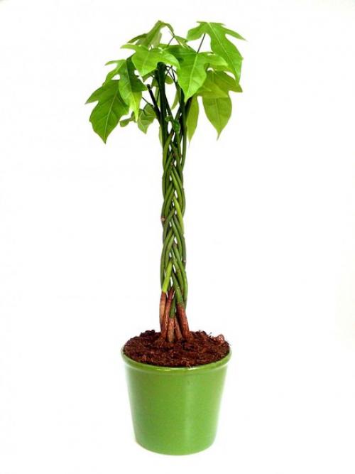 Брахихитон - король бутылочных деревьев? 05