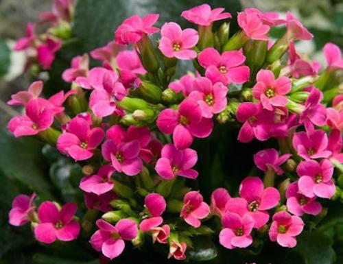 ? 12. Красивоцветущих растений, которые сложно погубить? 02