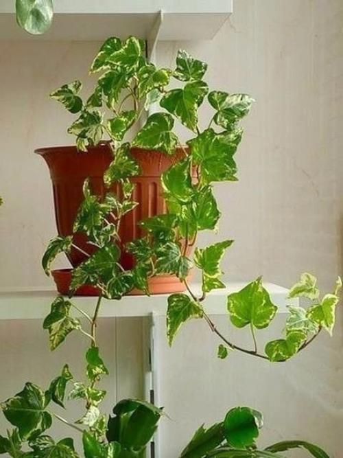 Растения - кондиционеры.  О пользе домашних растений можно говорить бесконечно. 04