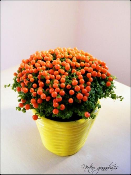 Нертера гренадская?  В комнатной культуре почвопокровники далеко не так любимы, как в садовой, да и встречаются они реже. 04