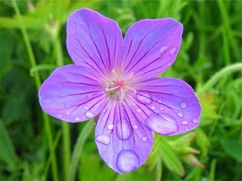 ? 12. Красивоцветущих растений, которые сложно погубить? 06