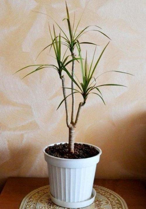 Как обновить драцену? 05