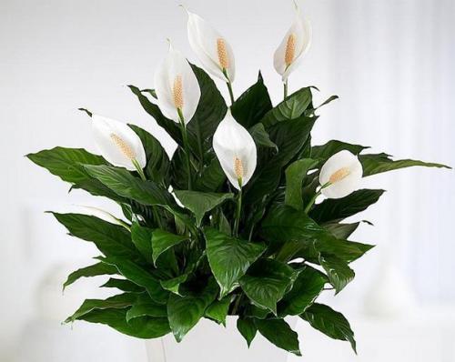 ? 12. Красивоцветущих растений, которые сложно погубить? 07