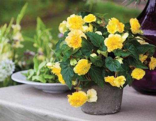 ? 12. Красивоцветущих растений, которые сложно погубить? 04