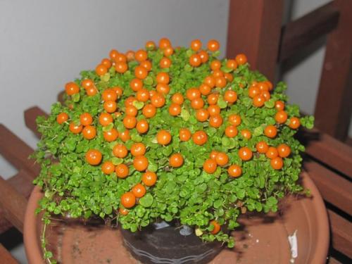 Нертера гренадская?  В комнатной культуре почвопокровники далеко не так любимы, как в садовой, да и встречаются они реже. 01