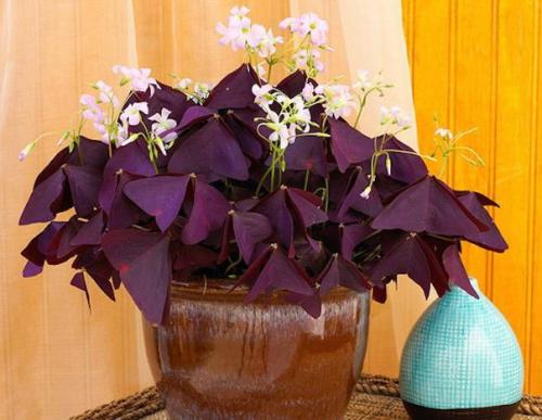 ? 12. Красивоцветущих растений, которые сложно погубить? 03