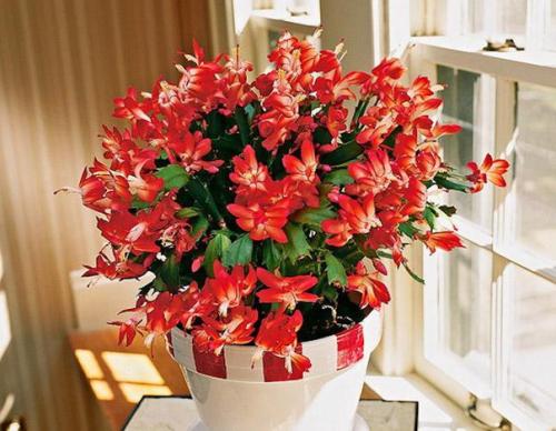 ? 12. Красивоцветущих растений, которые сложно погубить? 08