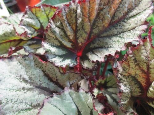 Роскошь узоров лиственных бегоний. 01 Роскошь узоров лиственных бегоний. 01