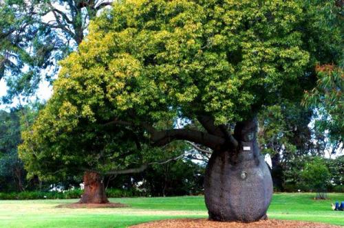 Брахихитон - король бутылочных деревьев? 01
