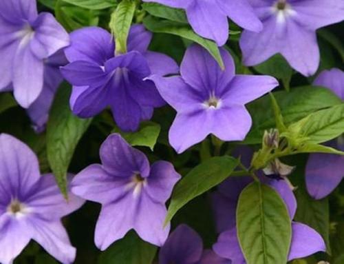 ? 12. Красивоцветущих растений, которые сложно погубить? 05