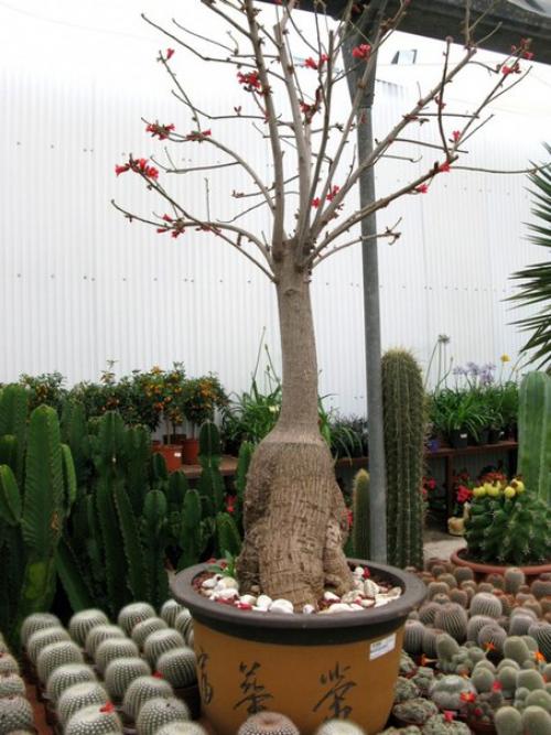 Брахихитон - король бутылочных деревьев? 04