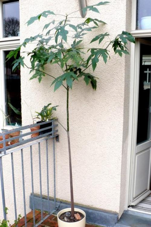 Брахихитон - король бутылочных деревьев? 06